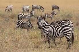 zebras