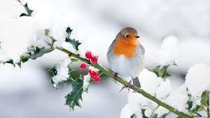 cardinal in winter