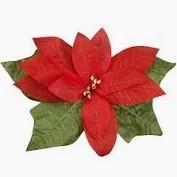 Poinsettia image